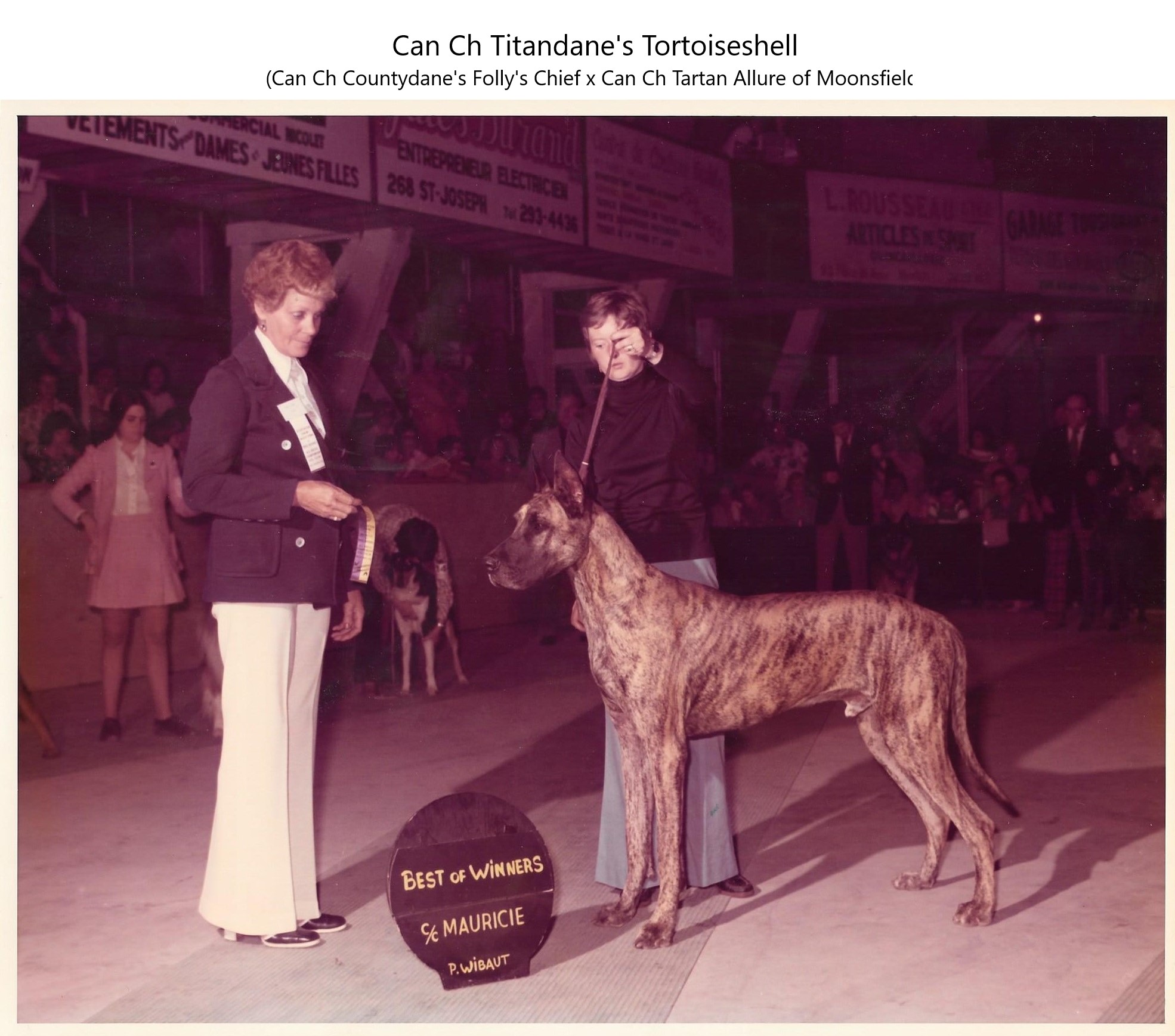 Can Ch Titandanes Tortoiseshell